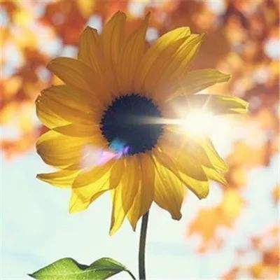 可以上下分捕鱼app手机app下载